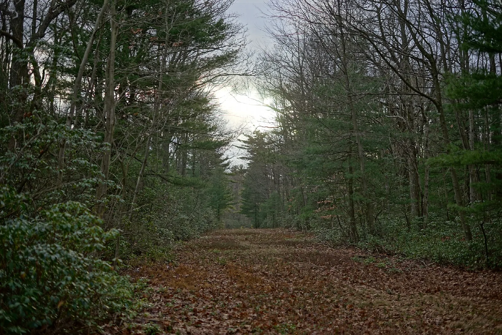 Leaf-covered trail running through bare woods
