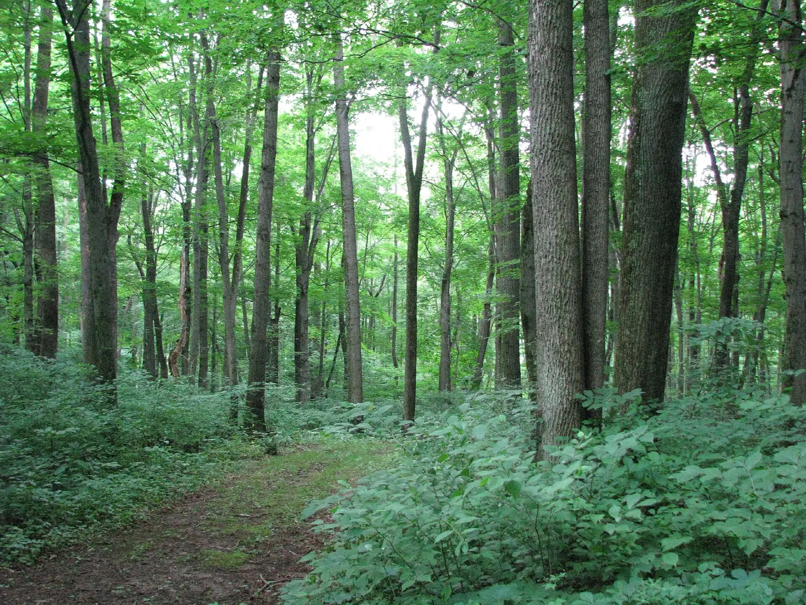 Dirt footpath through ferns and tall green hardwood trees