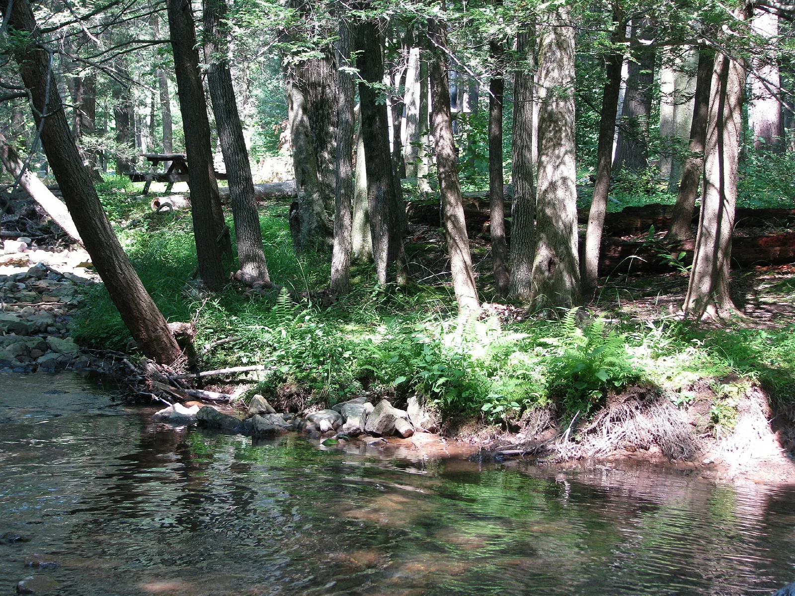 Creek bank with ferns and tall trunks in dappled light
