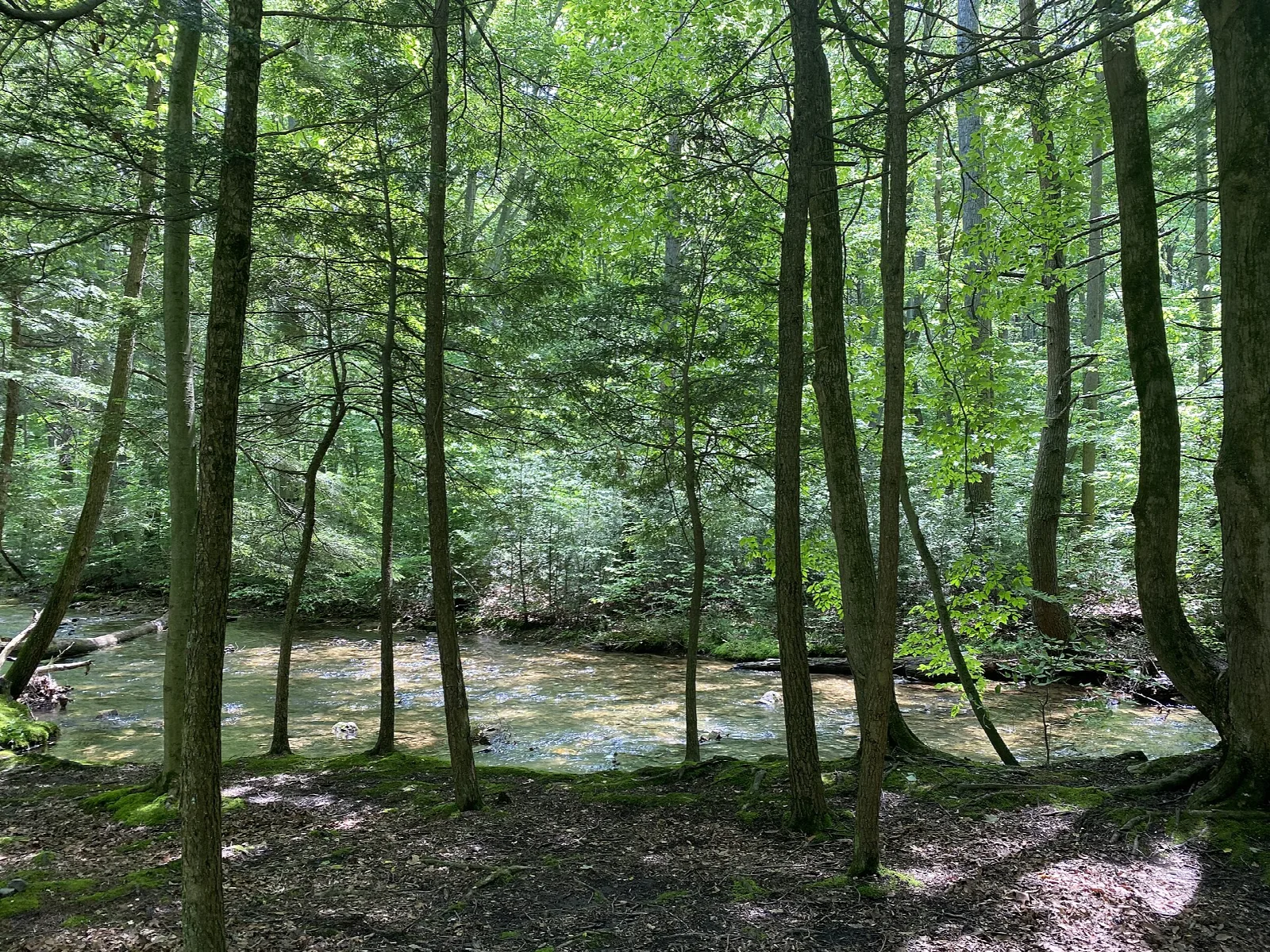 Shallow stream between tall green trees