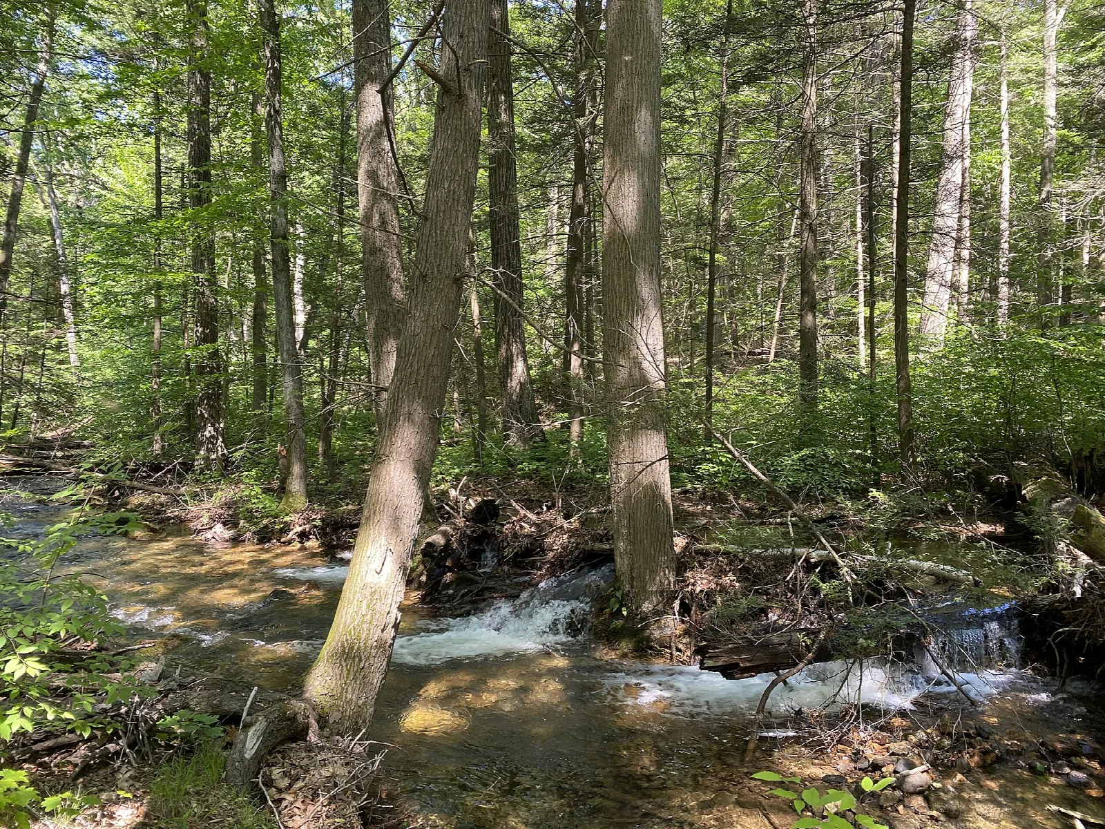 Small cascade on a woodland stream among slim trees