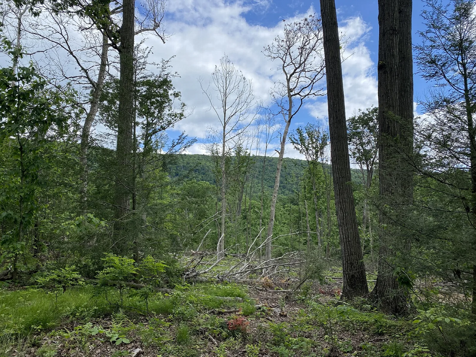 Forest clearing with distant ridge and clouds above the trees