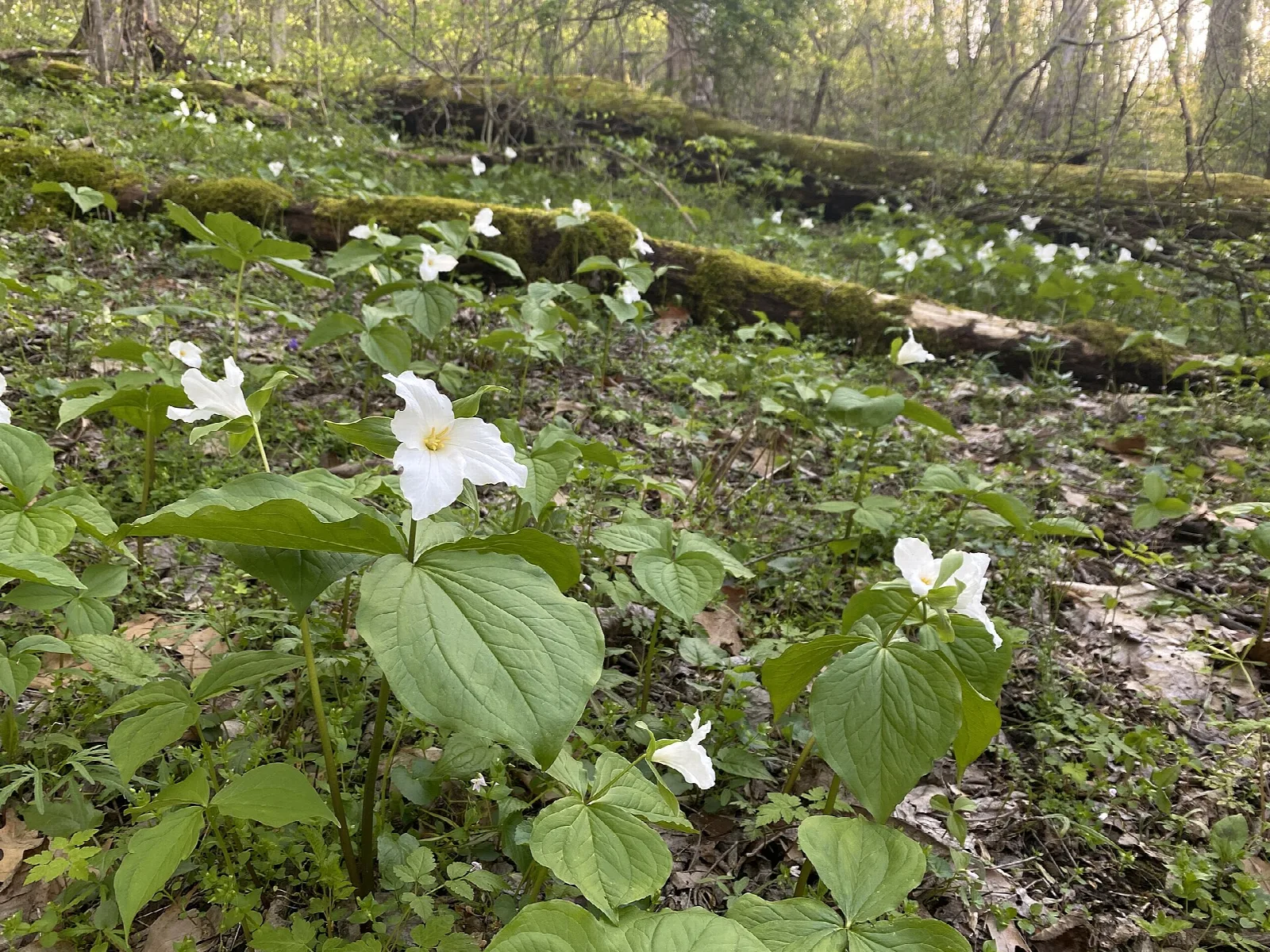 White trillium flowers on a wooded hillside