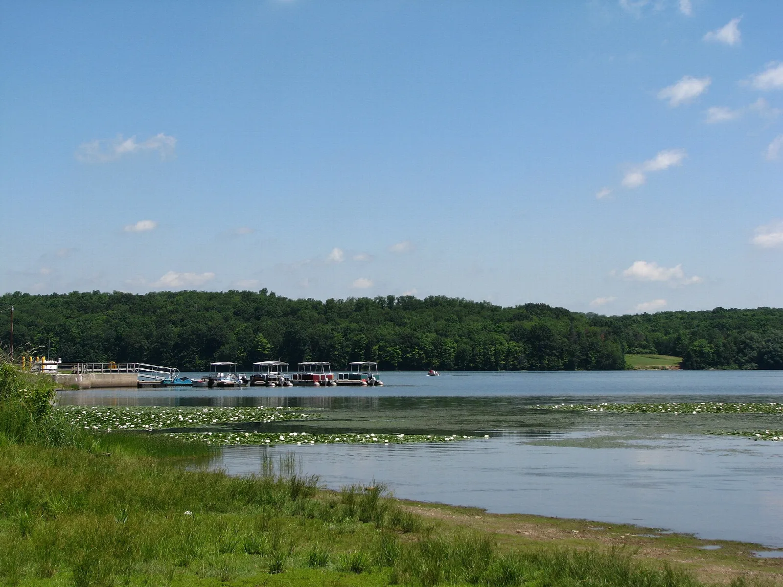 Lake with boats docked on the far shore and lily pads near the bank