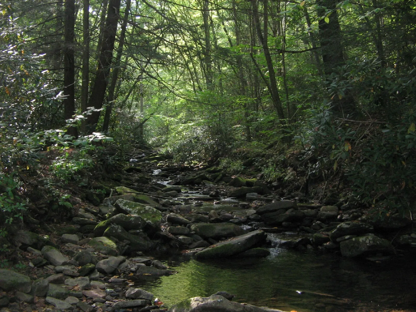 Rocky creek bed shaded by hemlocks and hardwoods