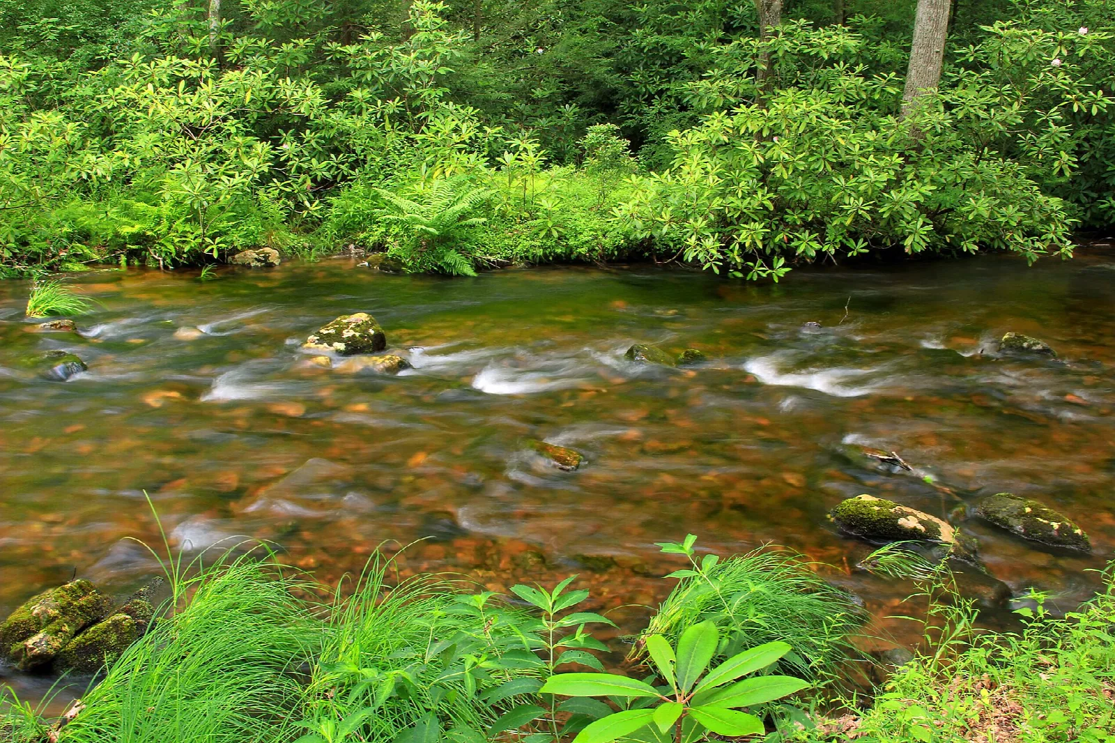 Brown-tinted creek running through lush green woods