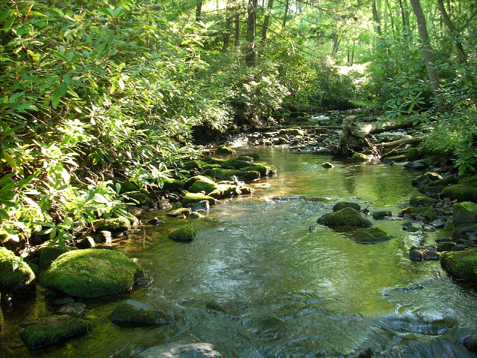 Mossy boulders and a small waterfall on a shaded woodland stream