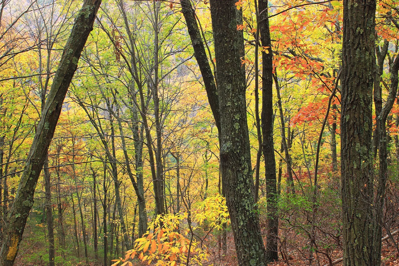 Orange and yellow fall trees on a forested hillside