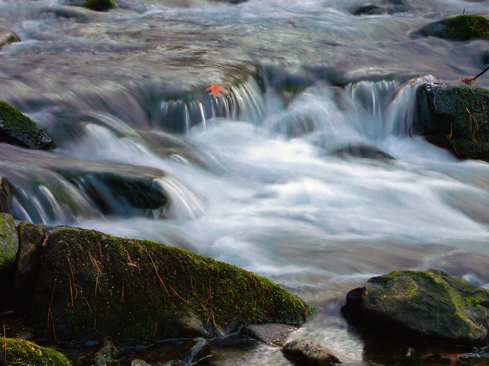 Rapids over rocks in a shaded forest stream