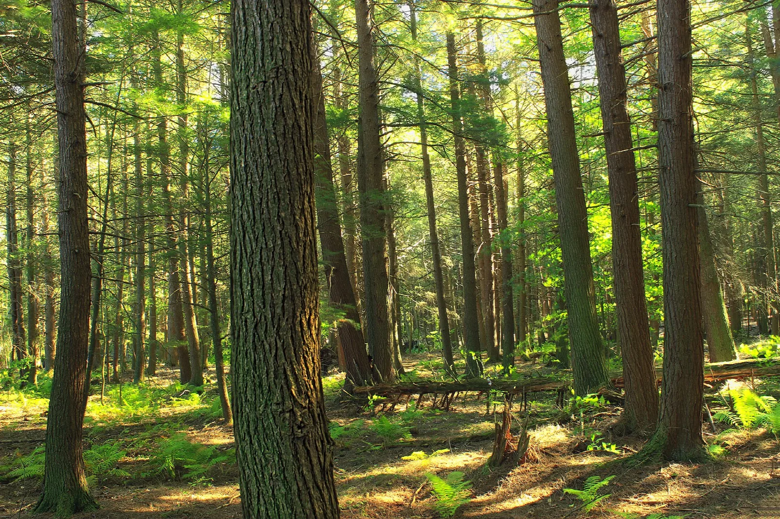 Open hardwood forest with tall straight trunks and ferns