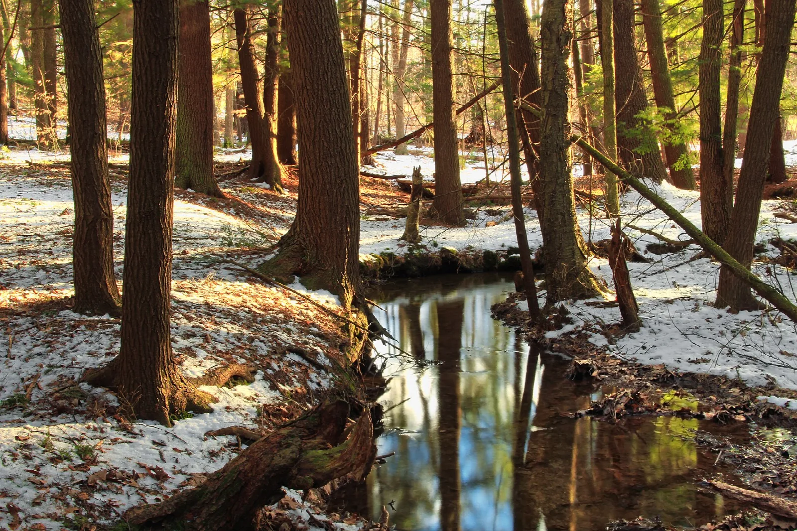 Small forest stream among hemlocks with snow on the banks