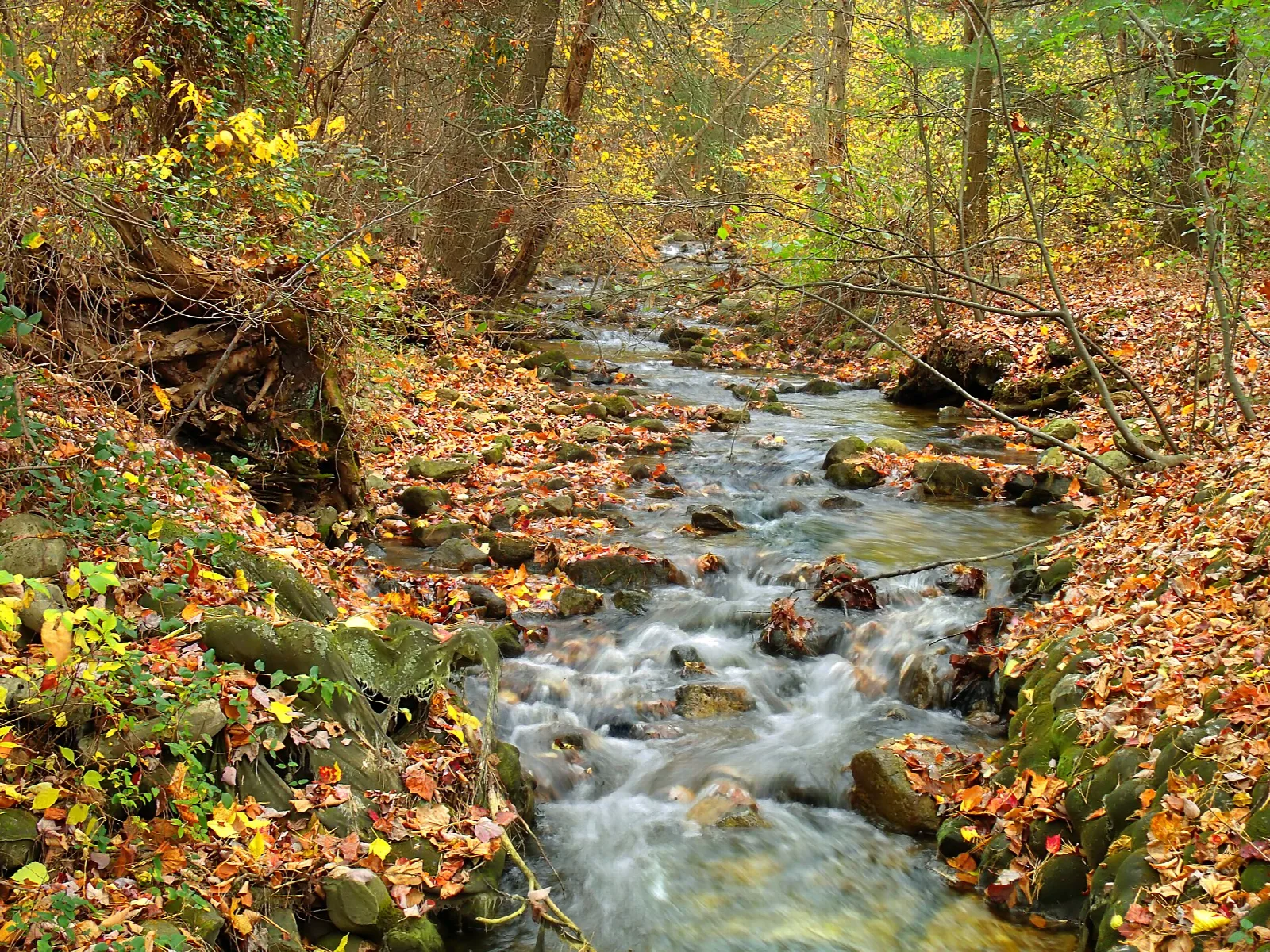 Small stream tumbling over rocks through autumn leaves
