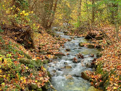 Mont Alto State Park