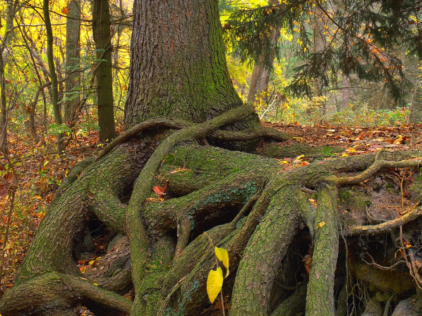 Large hemlock roots wrapped over rock with fall leaves around