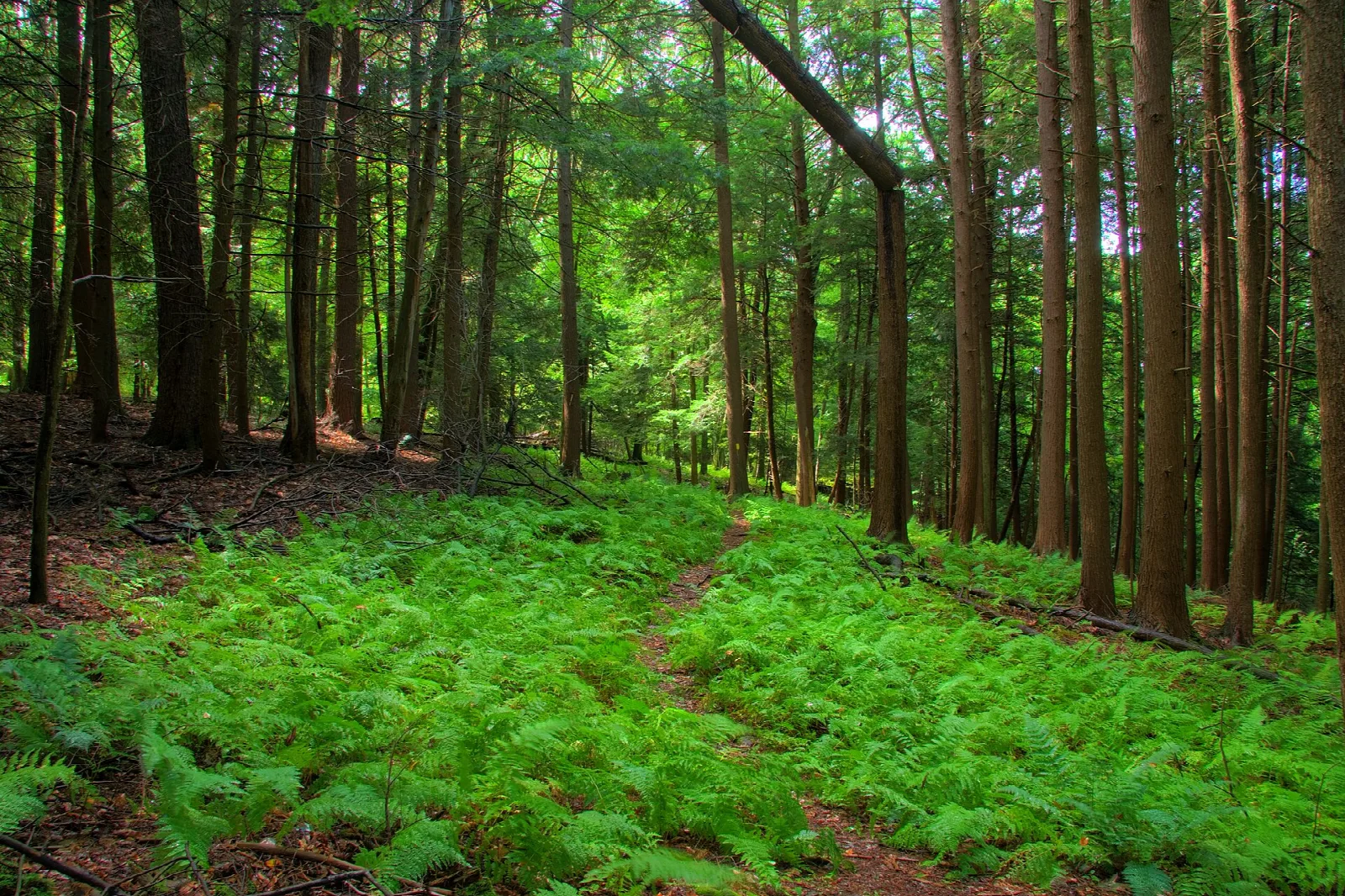 Fern-covered forest floor under tall straight trees
