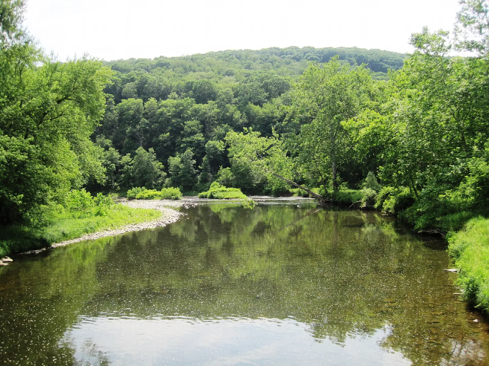 Calm creek with forested hills and green banks