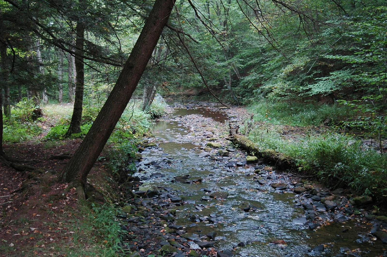 Shallow rocky creek running through shaded green woods