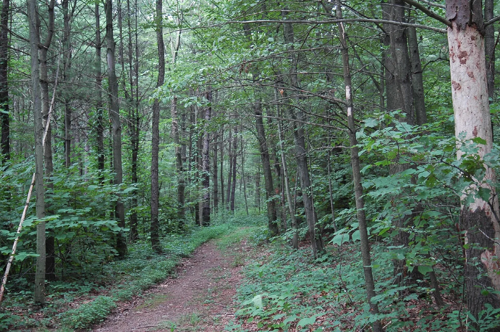 Dirt path through green hardwood forest with ferns