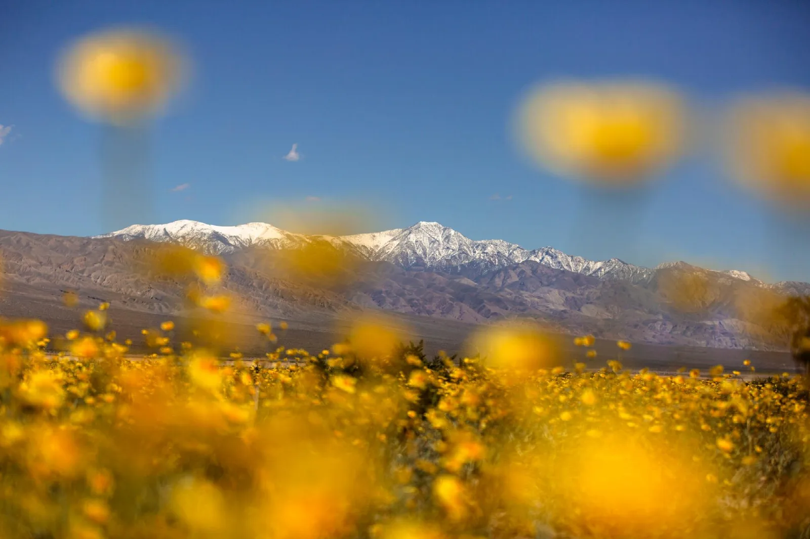 Snowcapped mountains surrounded by bright blue skies and frames by gold wildflowers on a valley floo