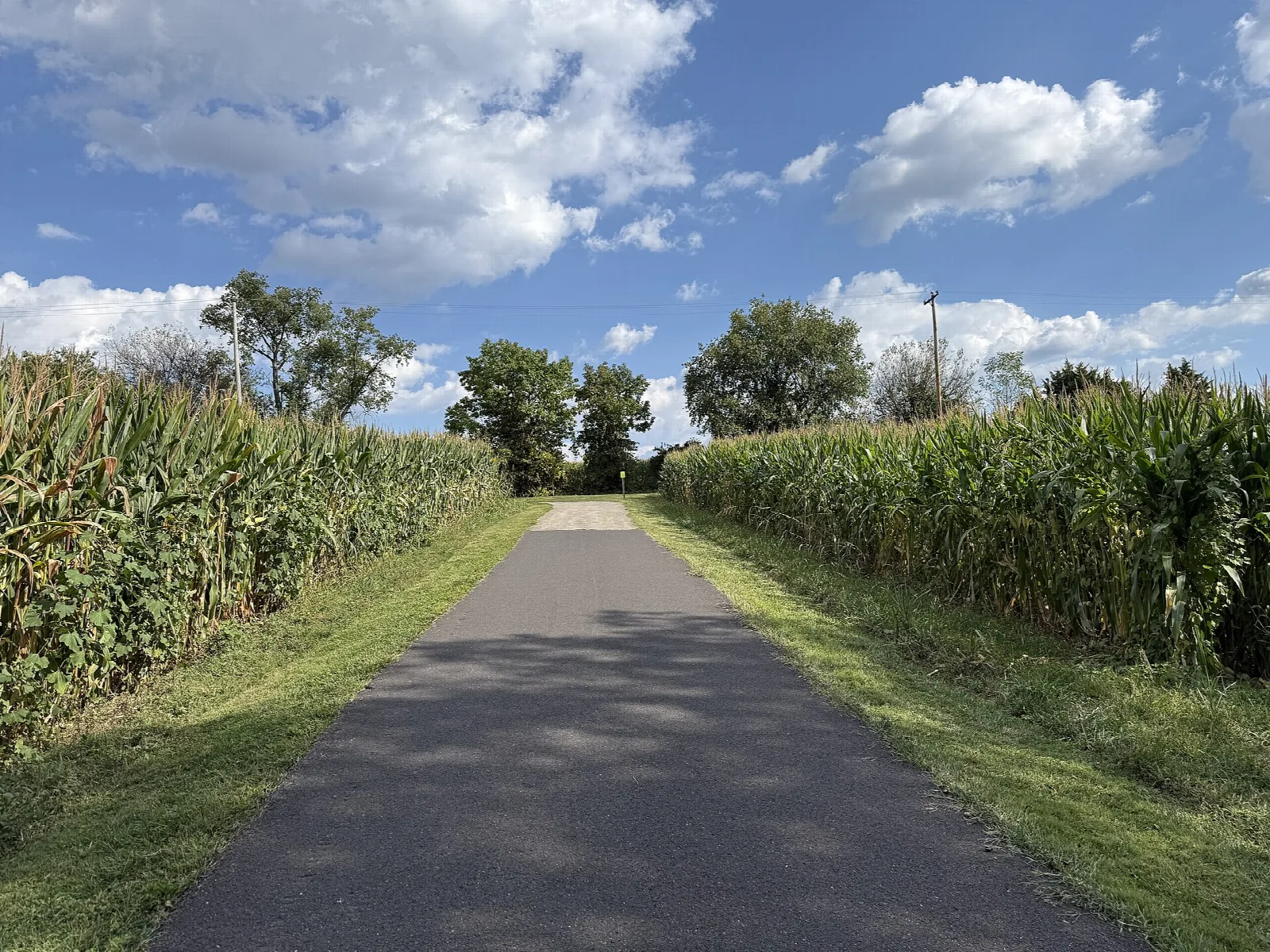 Paved trail running between two tall rows of corn