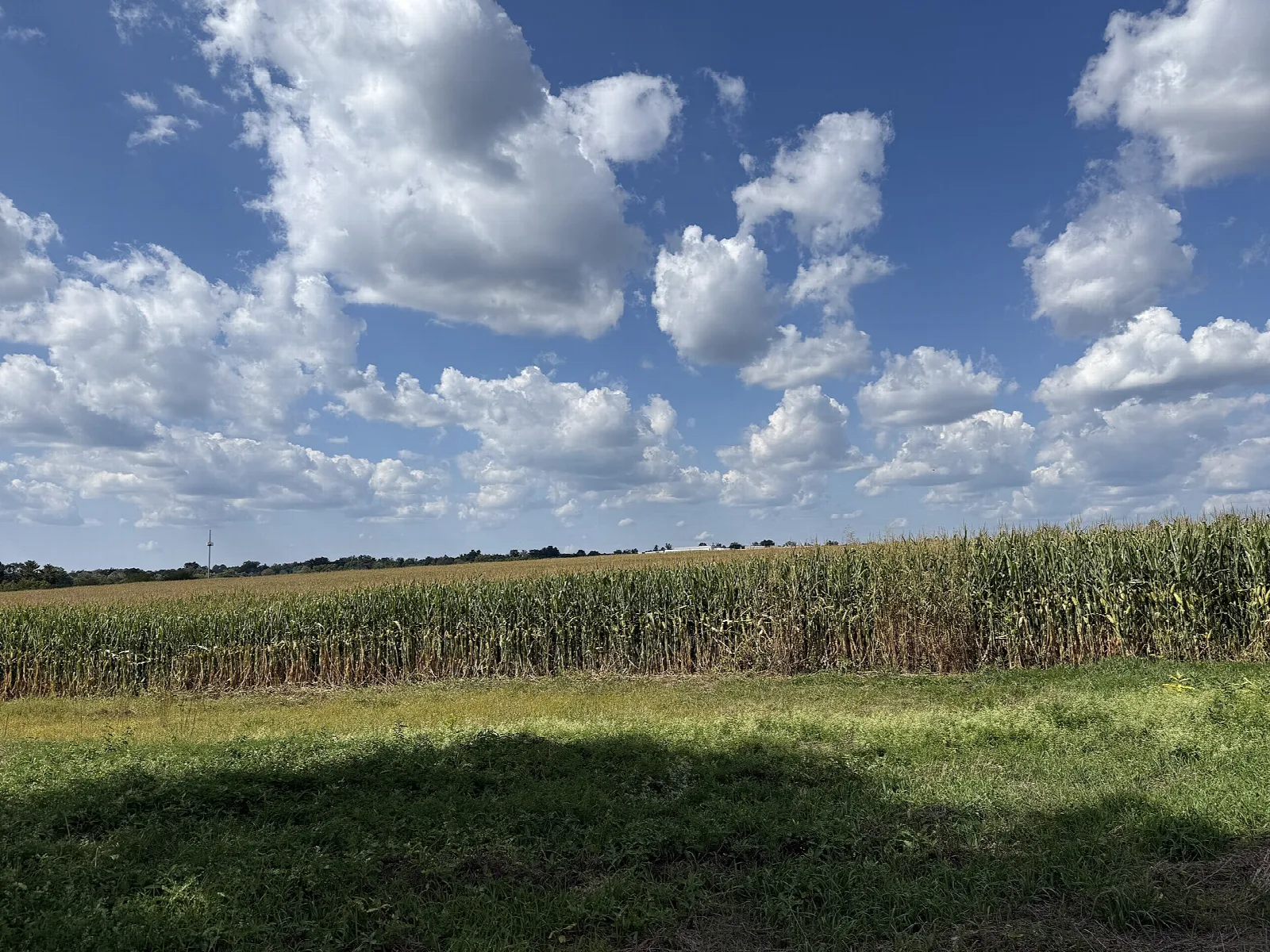 Corn field and mown grass under a sky of scattered clouds