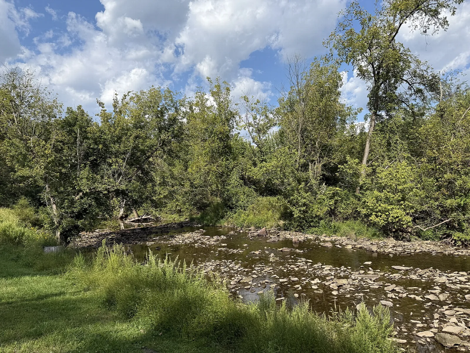 Shallow rocky creek bank edged with green plants and trees