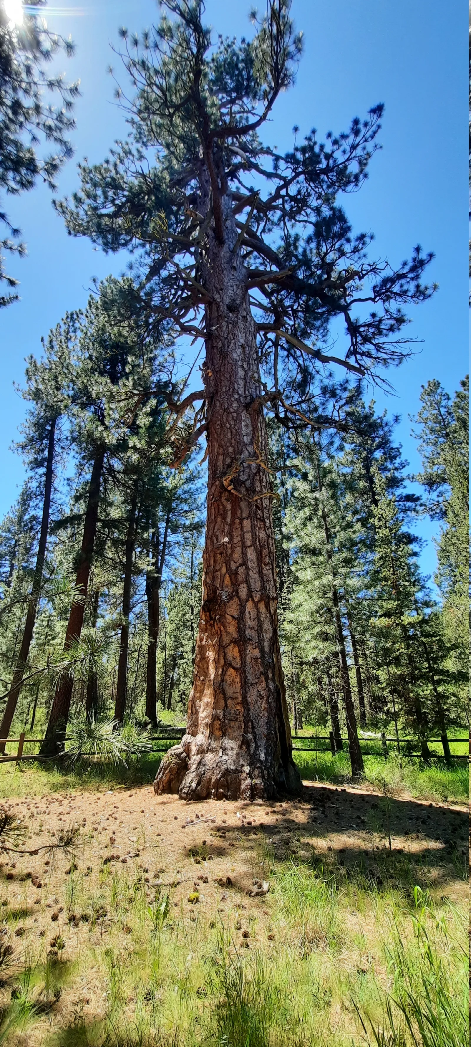 View related to LaPine State Park