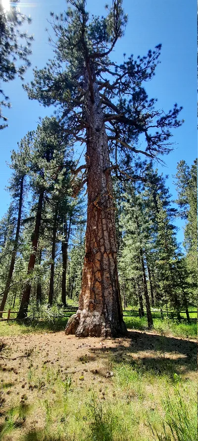 LaPine State Park