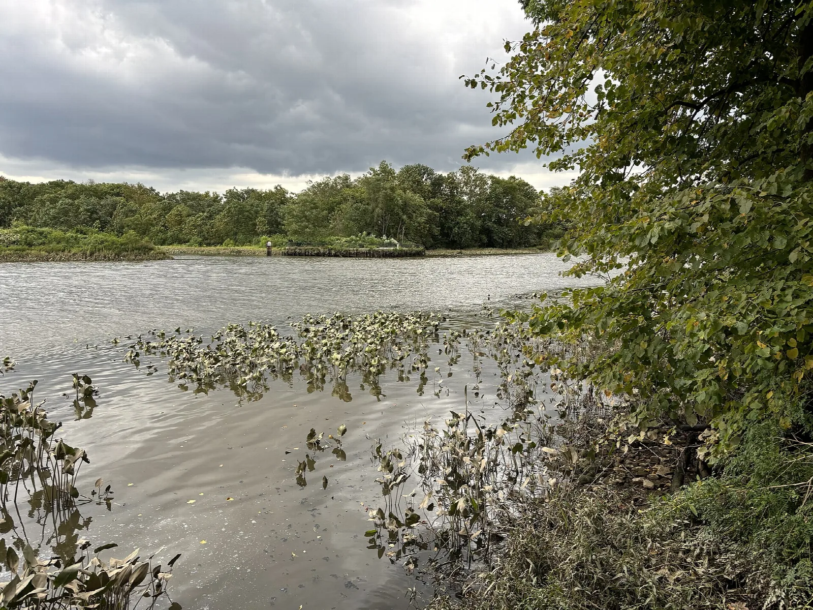 Wide creek mouth with leafy plants in the water and wooded far bank under cloudy sky