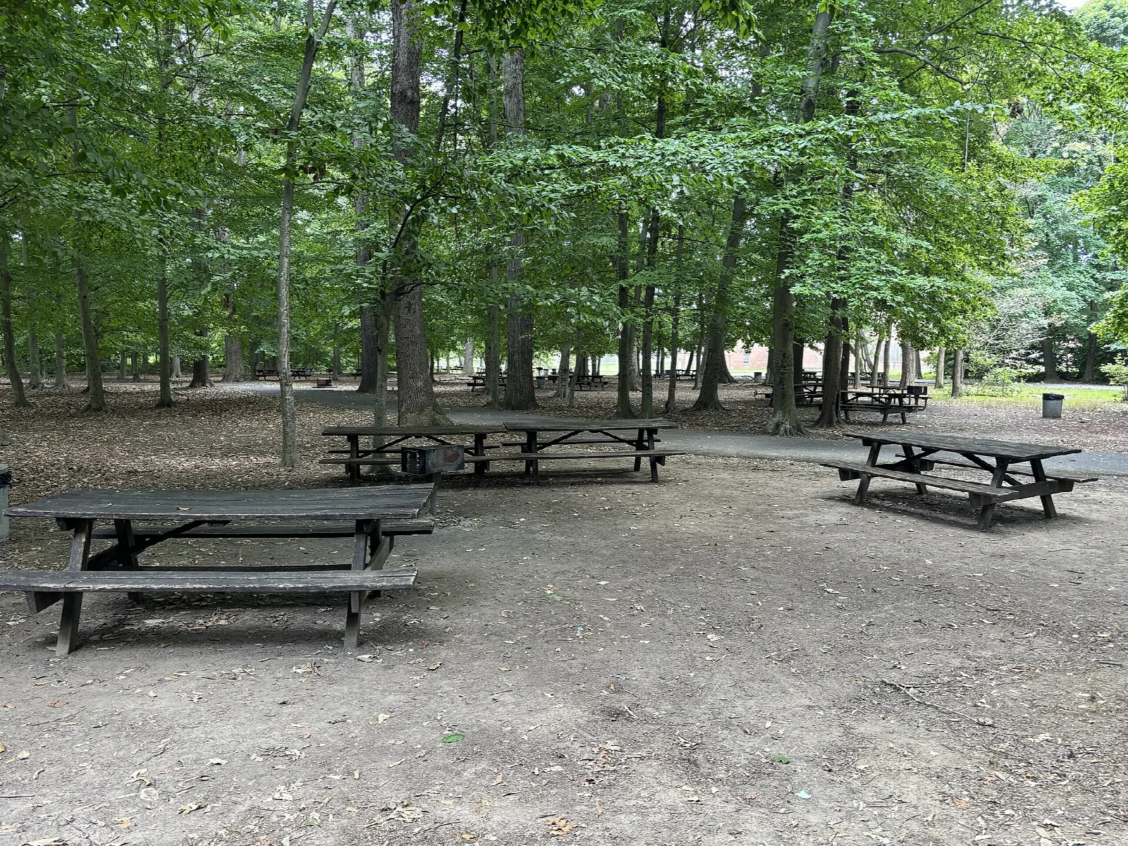 Picnic tables spread out under tall trees on bare ground