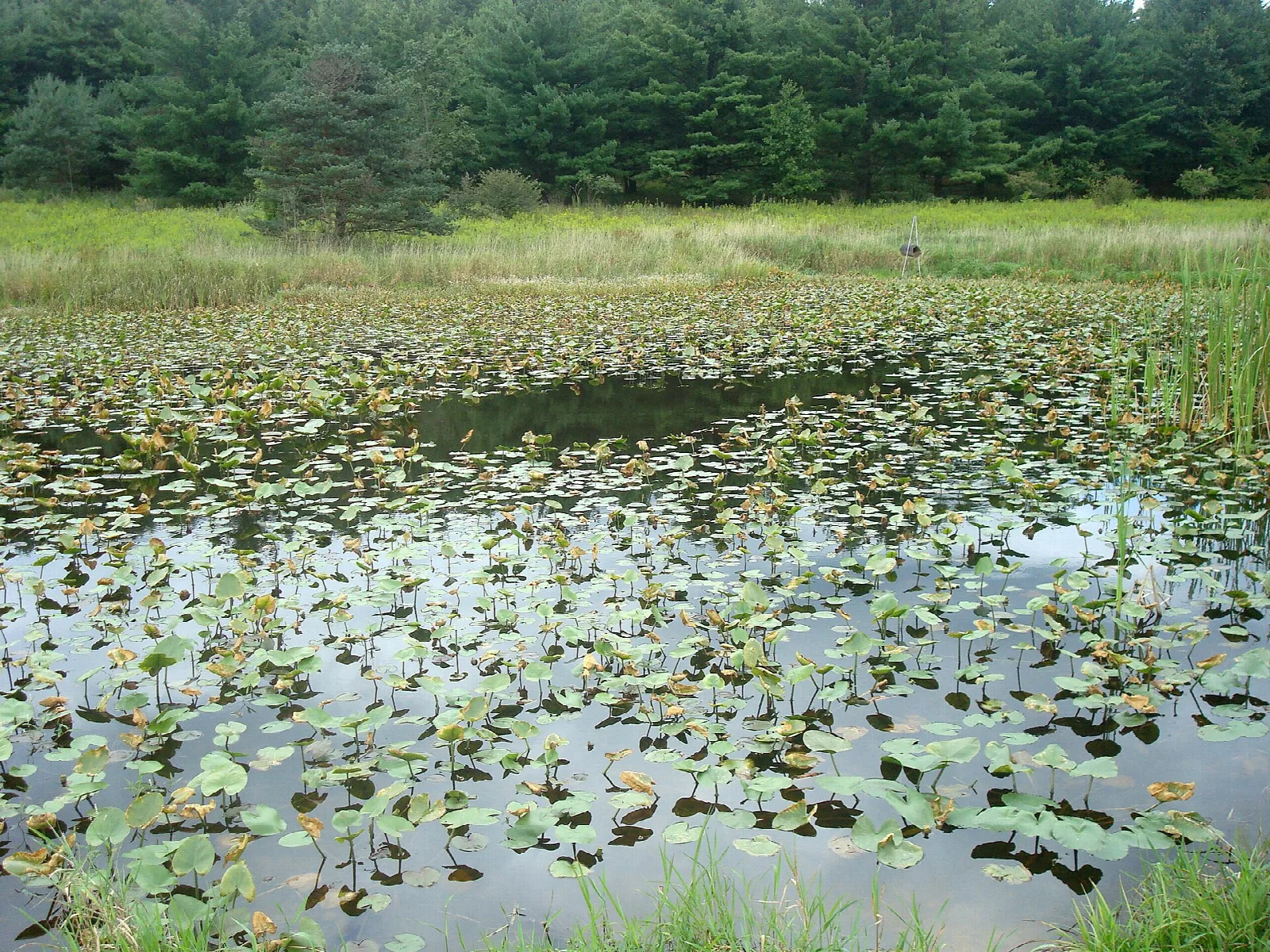 Pond covered in lily pads with reeds and a tree line behind