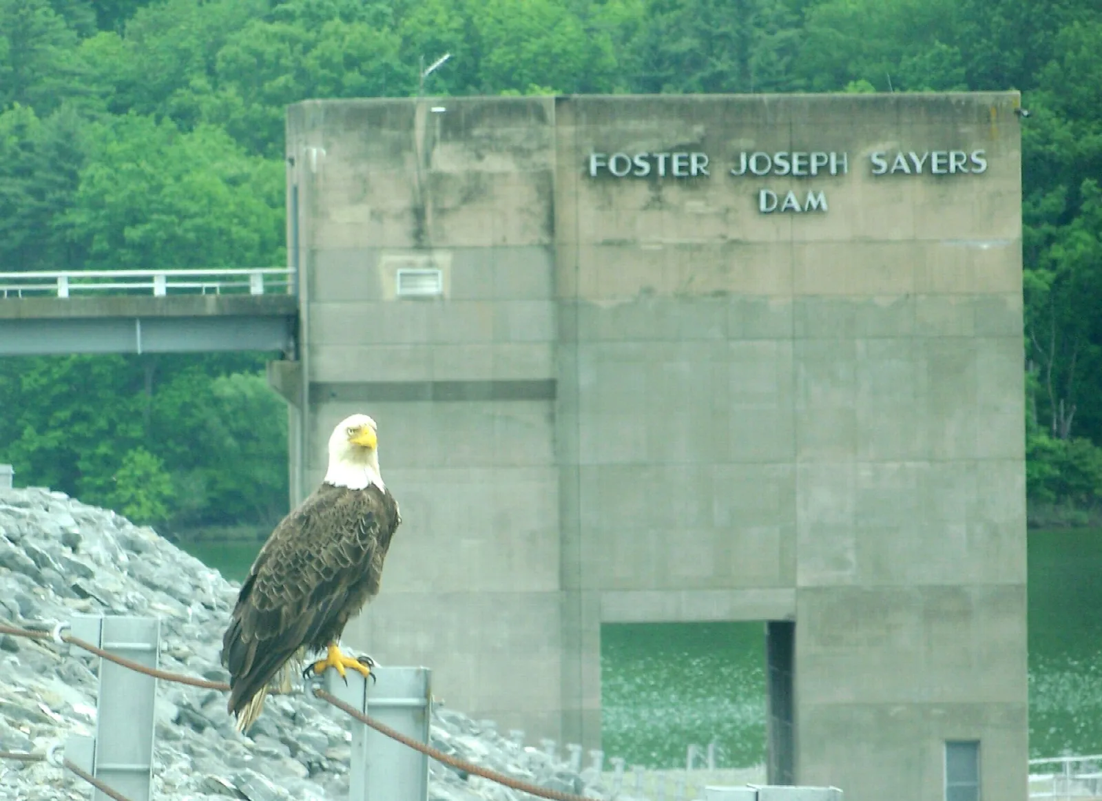 Bald eagle perched on the rocky side of a concrete dam tower