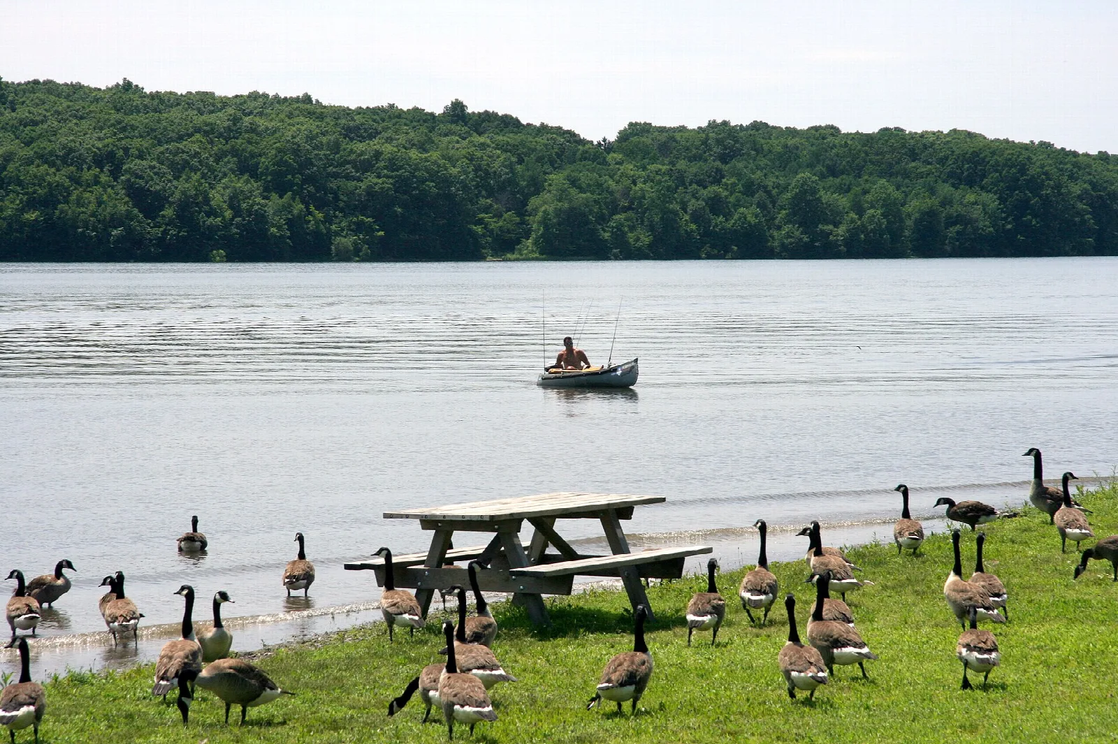 Flock of geese on grass near a picnic table beside the lake, one boat on the water