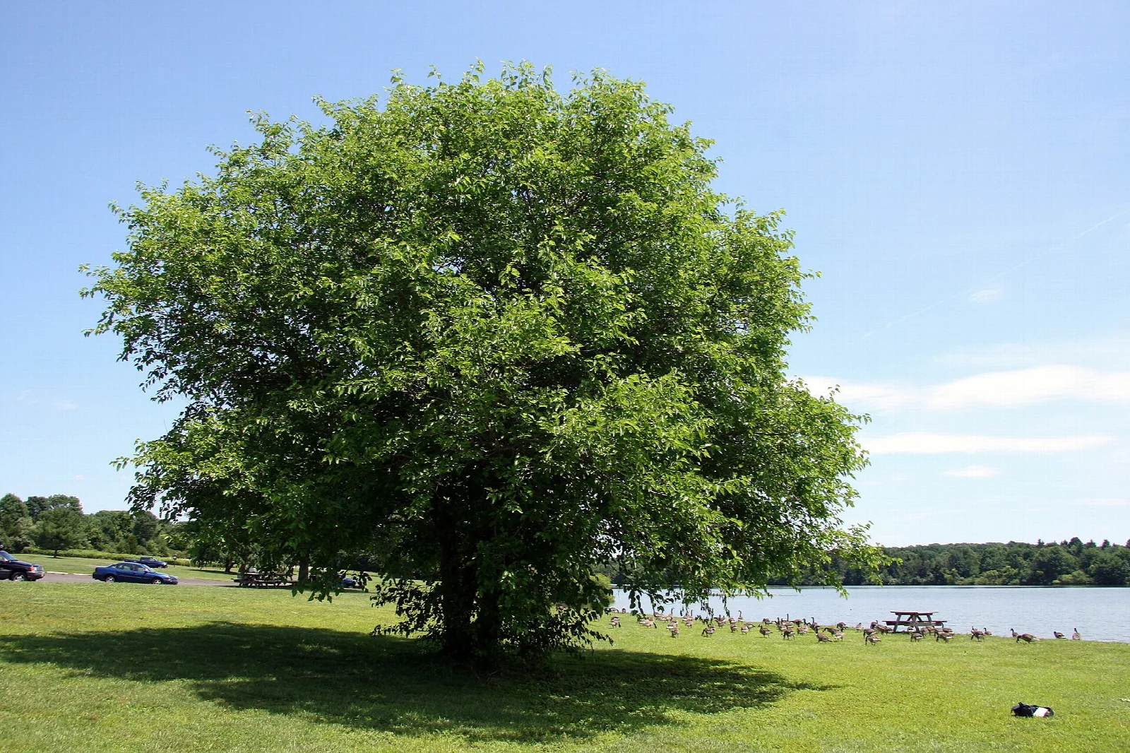 Single large leafy tree on a lawn beside the water