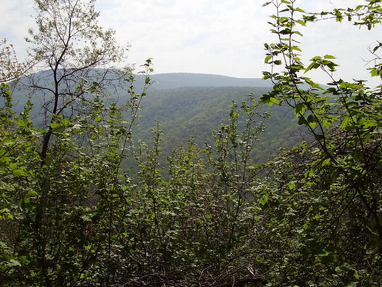 Ridges seen through green leaves from a trail overlook