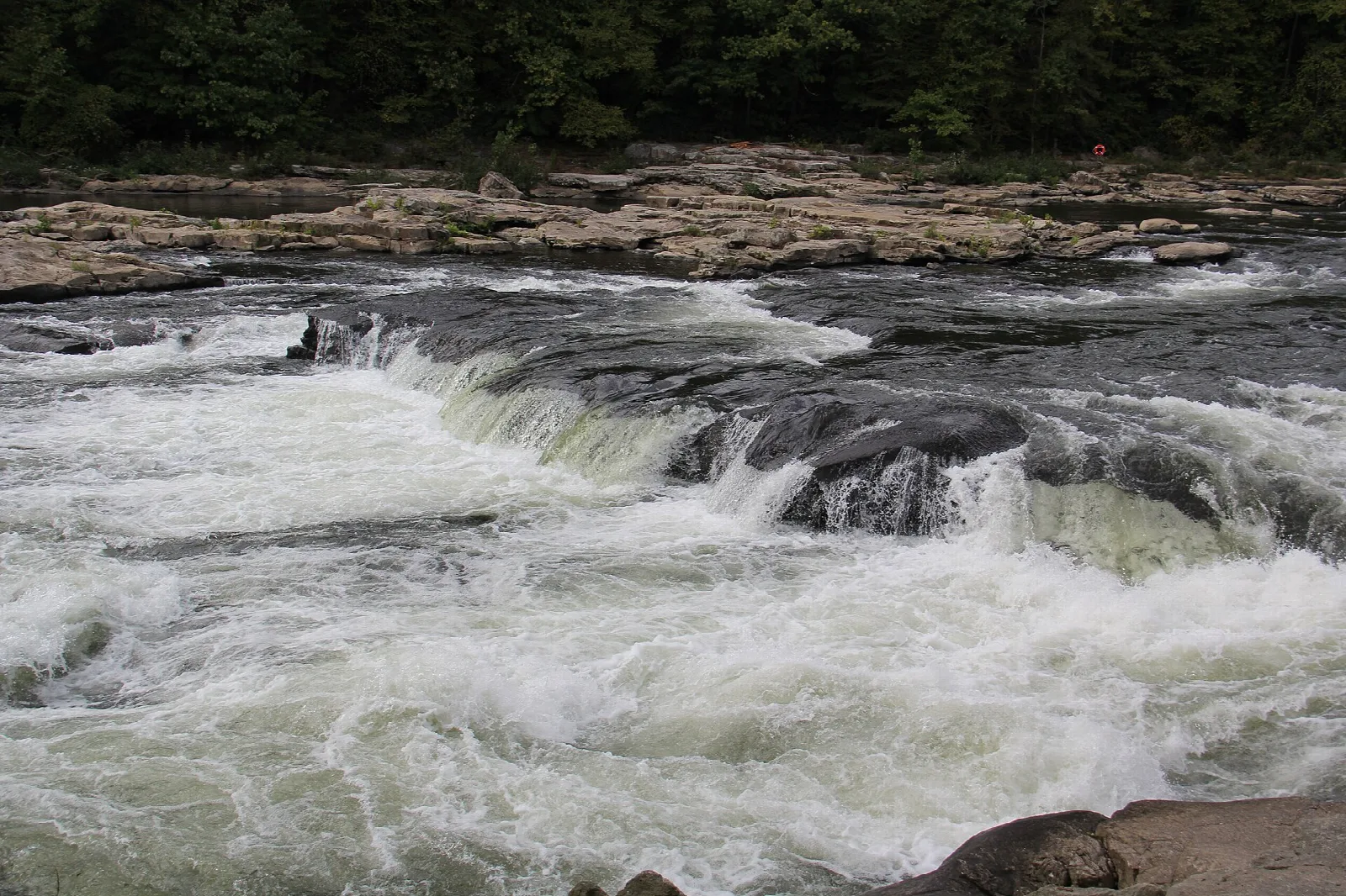 River tumbling over rocky ledges with forest on the far bank