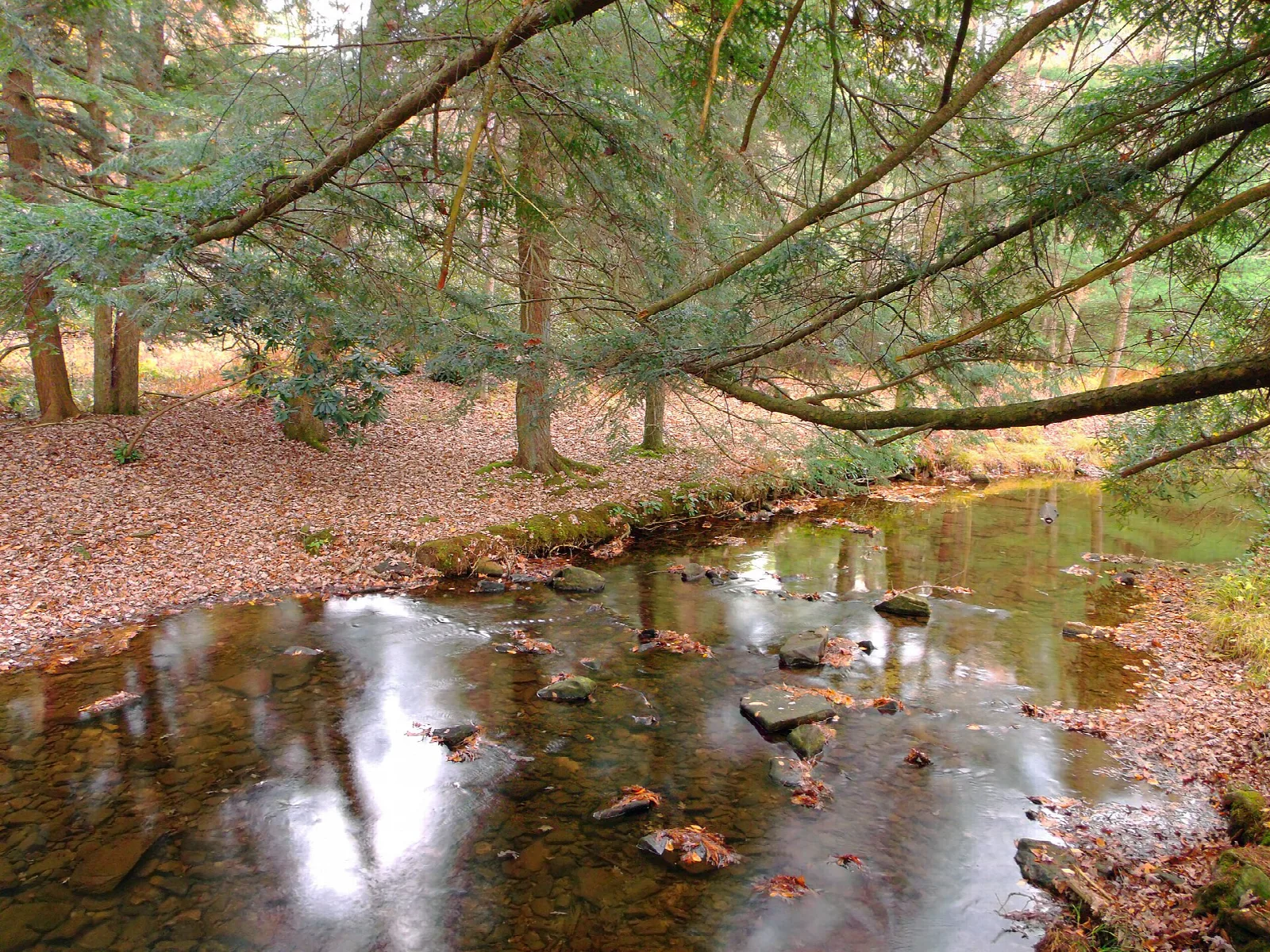 Small creek with reflections running through fall woods and hemlock