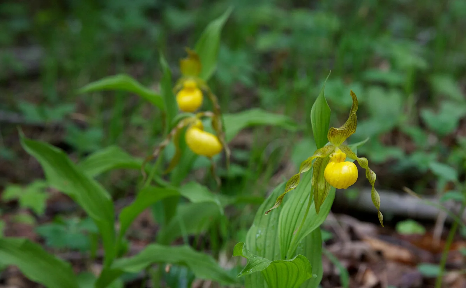 Two yellow lady's slipper orchids among green leaves