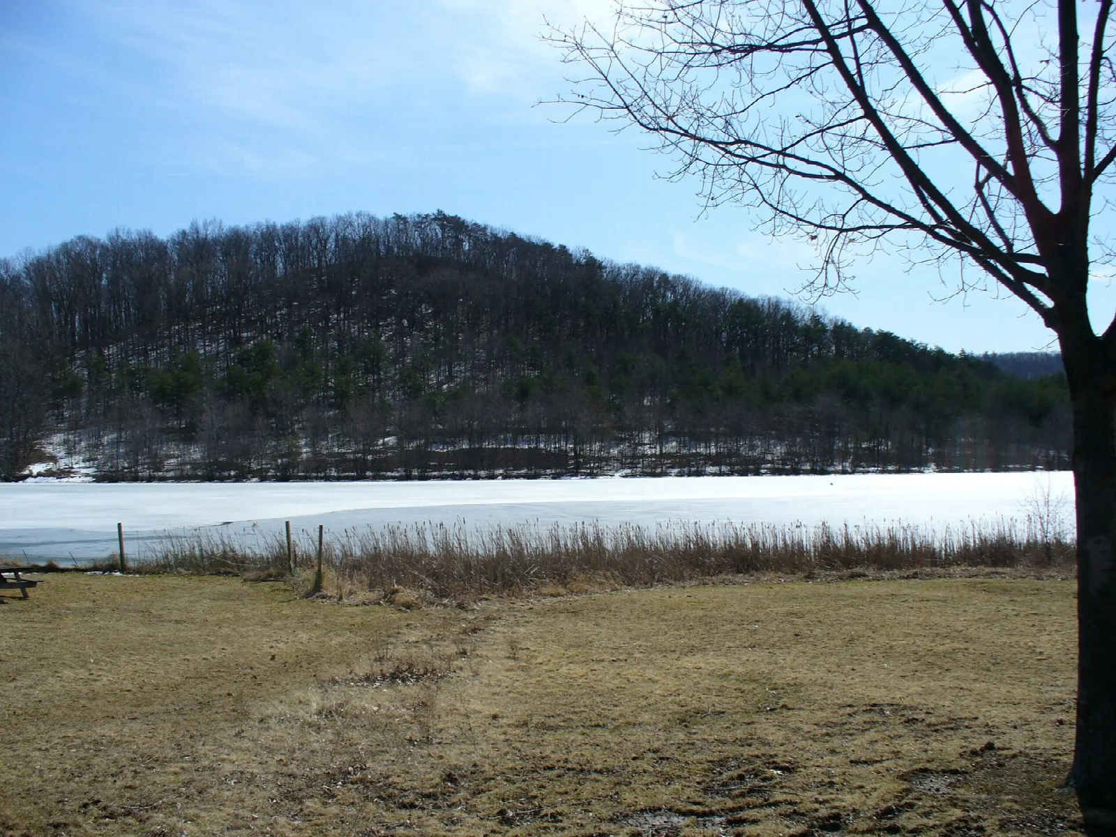 Wooded hill across a frozen lake, with a bare tree in front