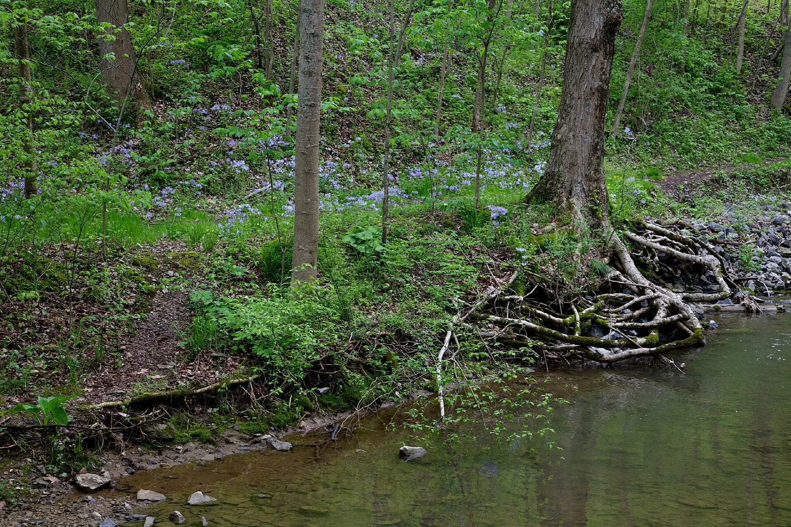 Woodland stream bank with tree roots and spring wildflowers