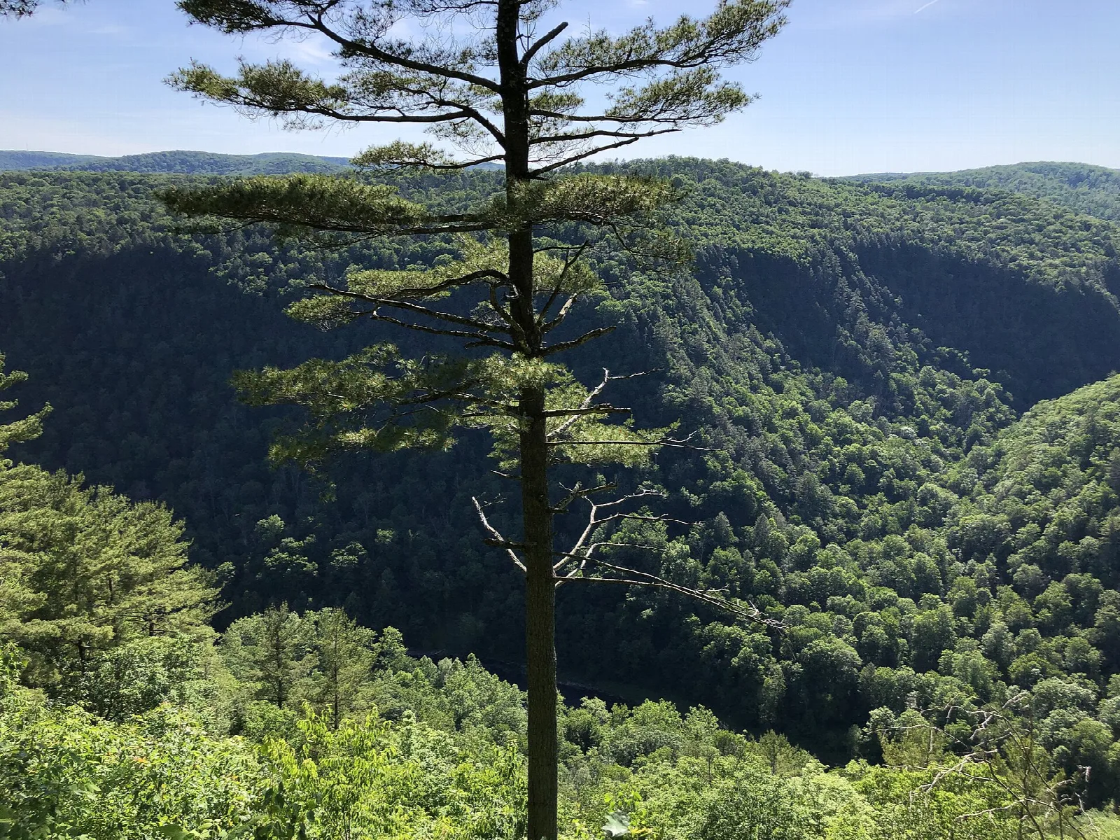 Steep green gorge walls and a pine tree in the foreground