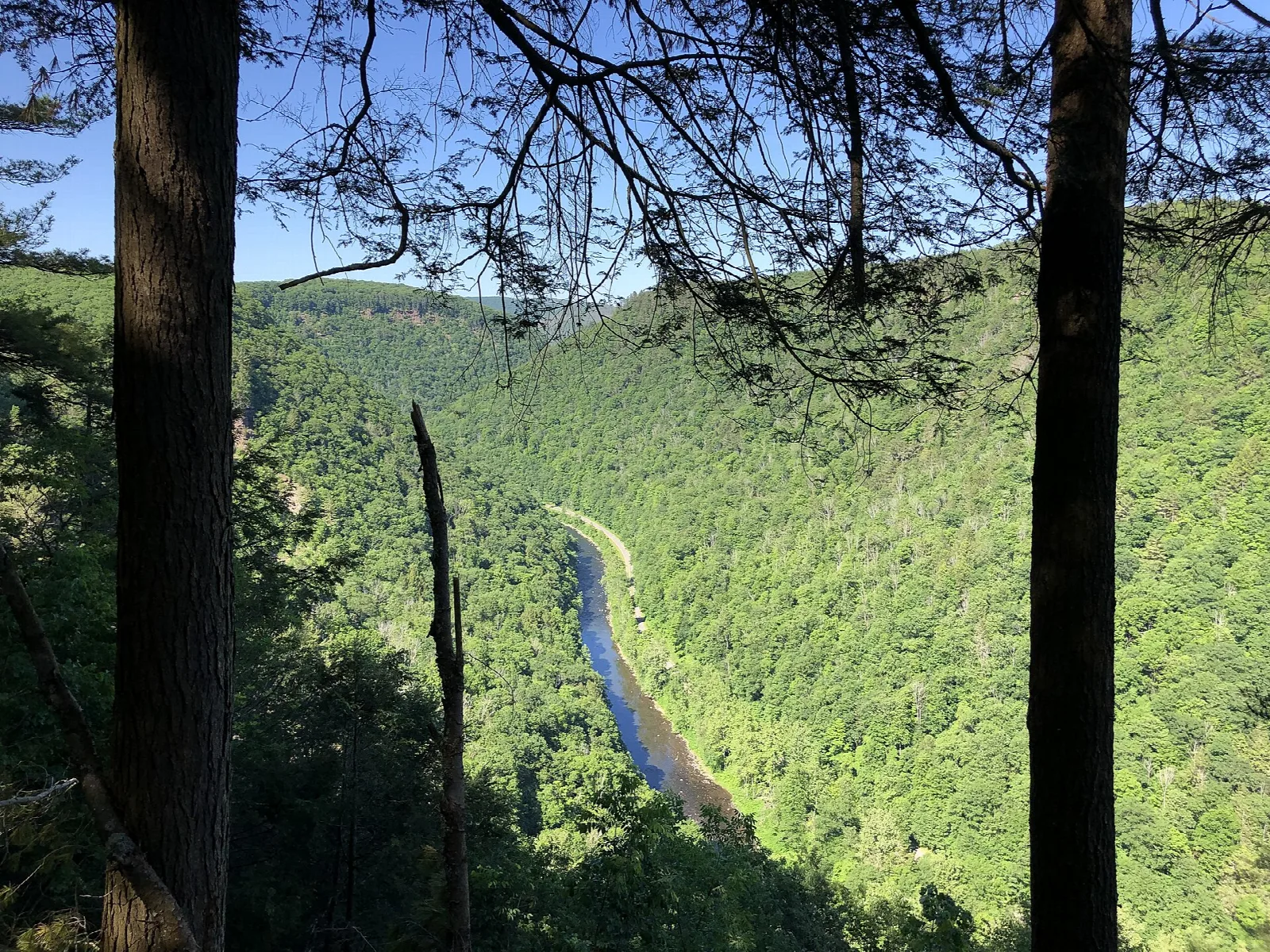 River in the bottom of a forested gorge between two tree trunks