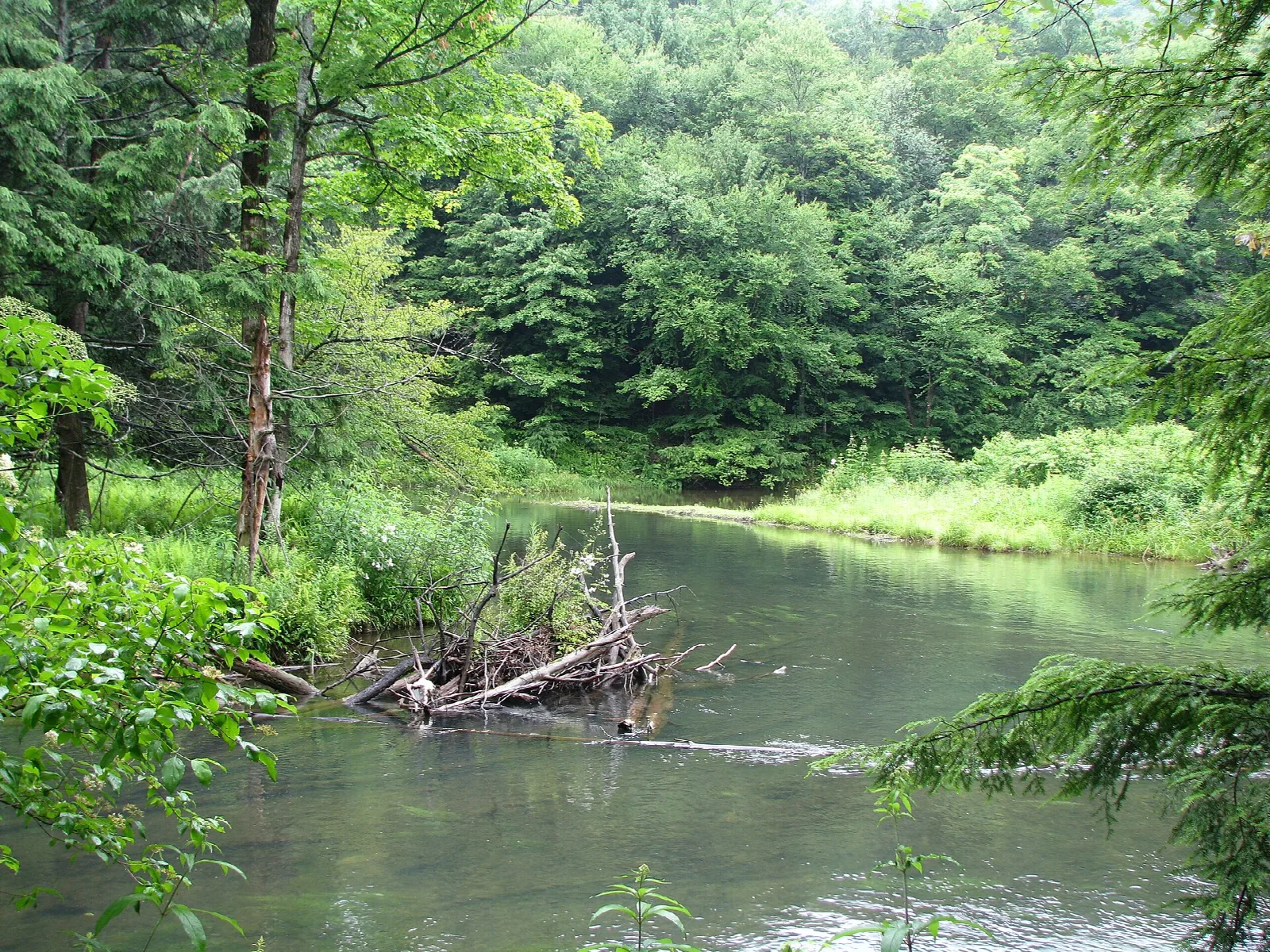 Slow green river bending through leafy woods, with a pile of sticks on the bank