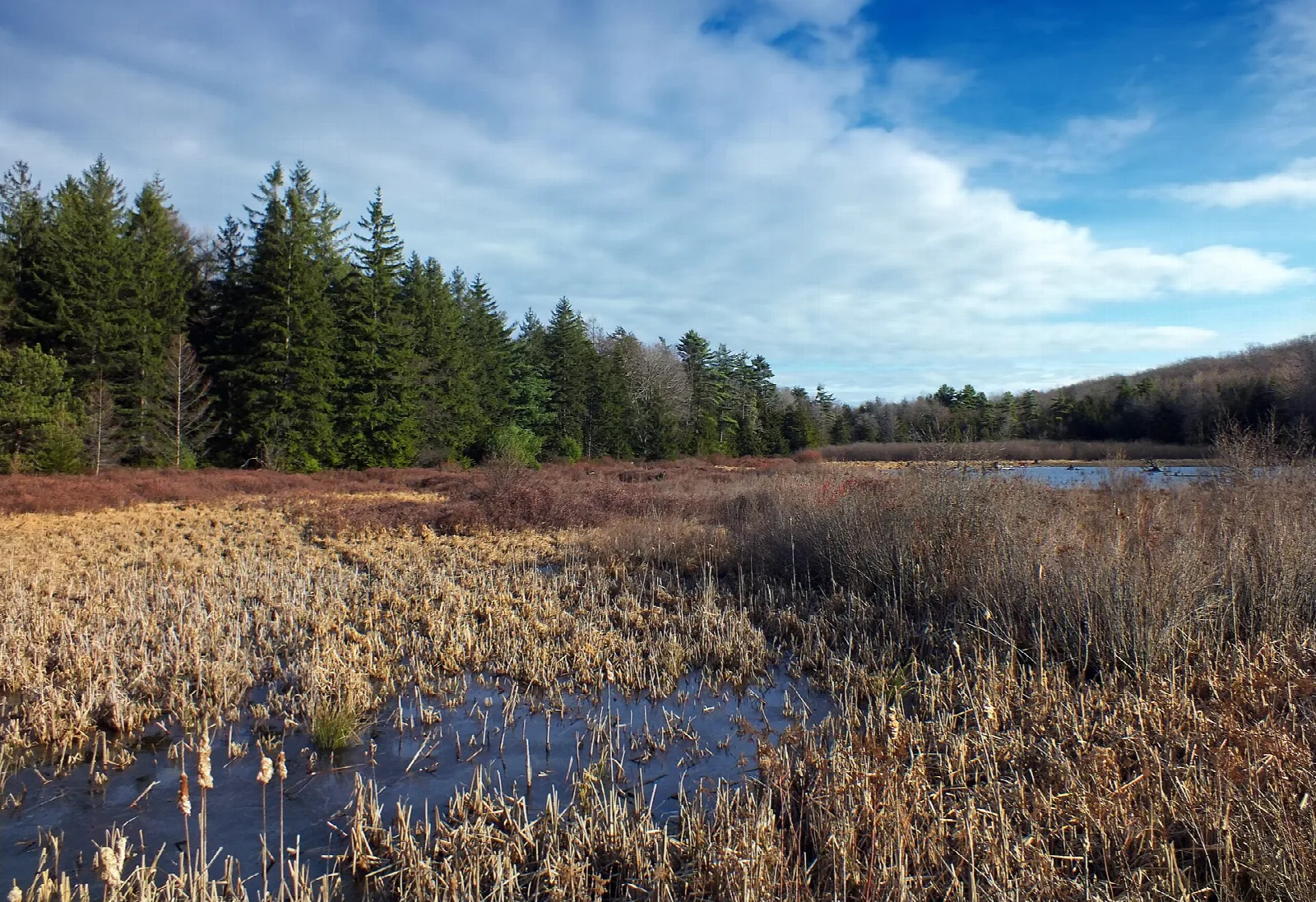 Marsh with dry reeds and standing water under blue sky with clouds