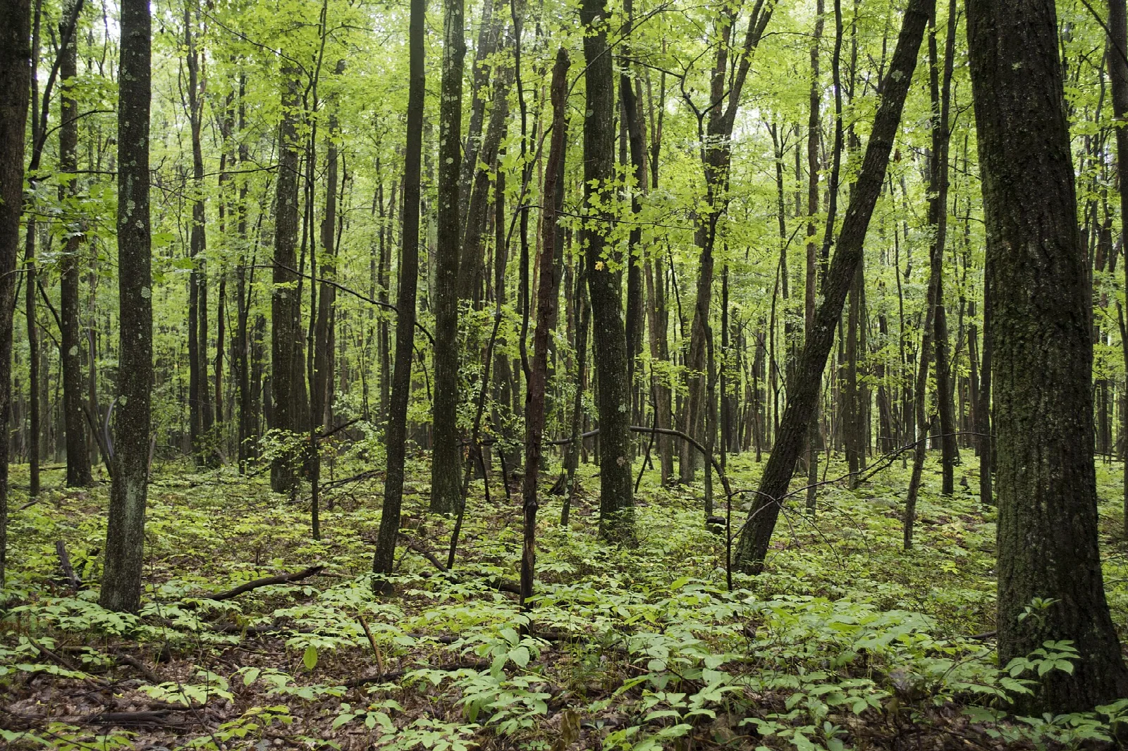 Sunlit hardwood forest floor with green plants and slim tree trunks