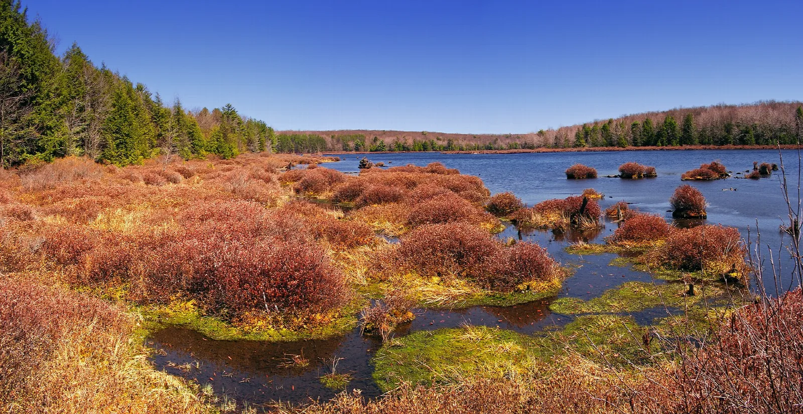 Orange bog grass and still water with a line of evergreens behind