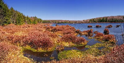 Black Moshannon State Park