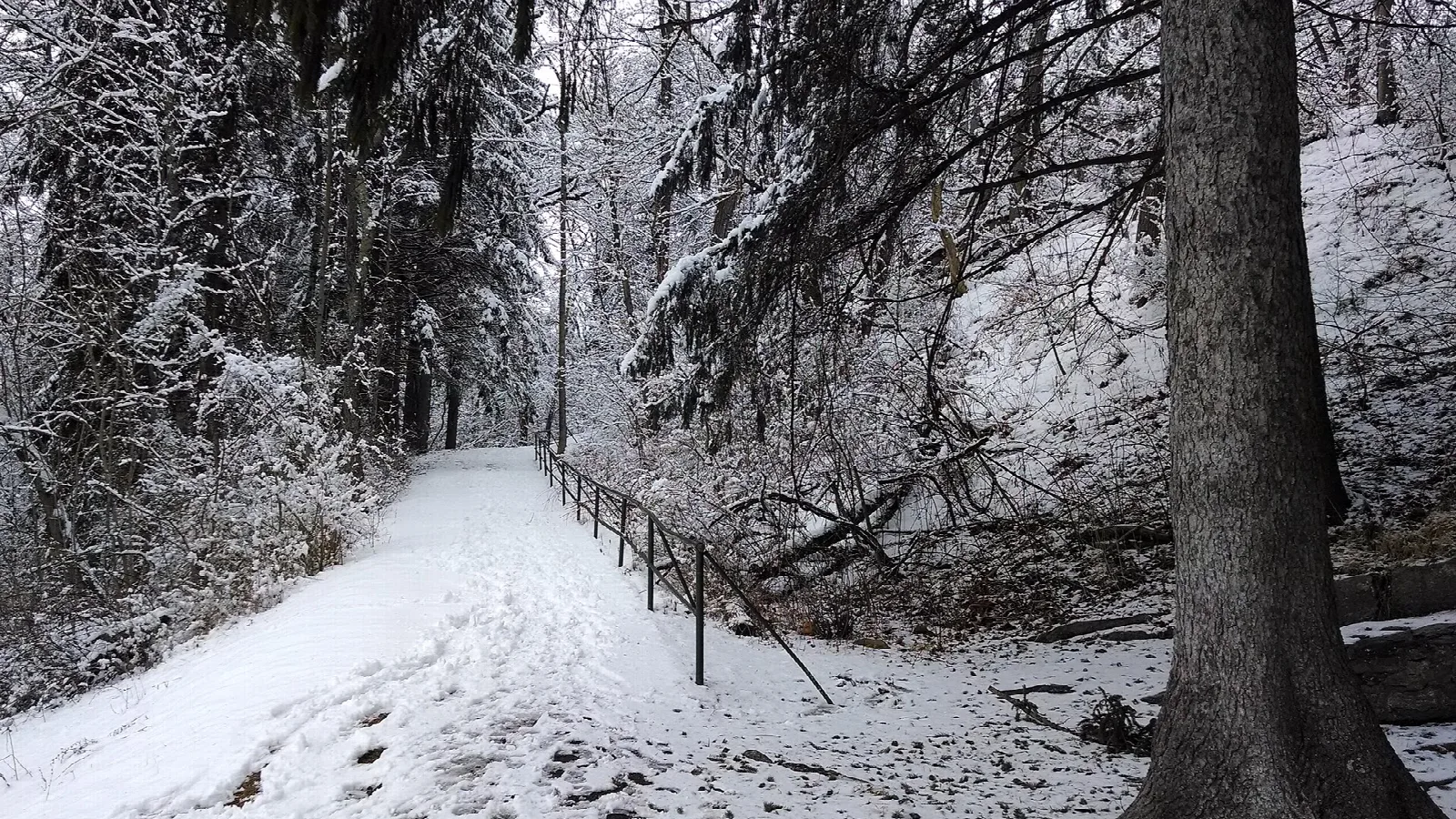 Snow-covered path with a railing through bare winter woods