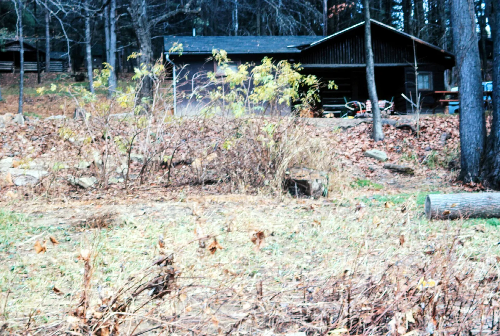 Log cabin among bare trees with a grassy clearing in front