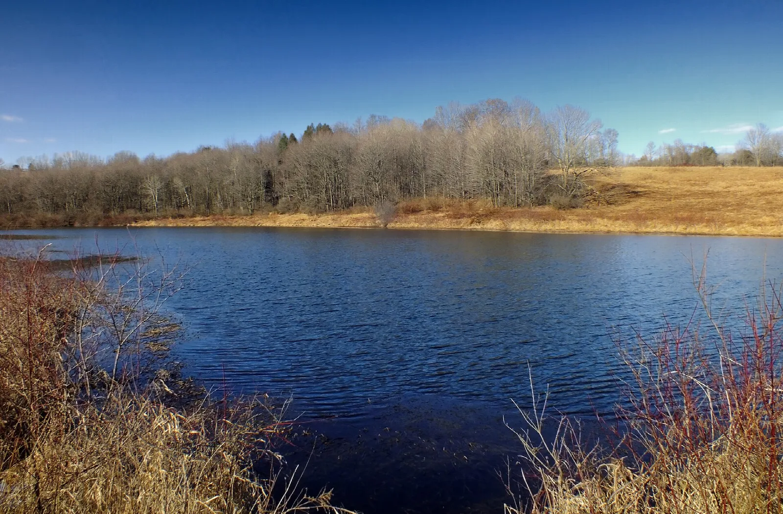 Dark blue pond with reeds and a tree line under a blue sky